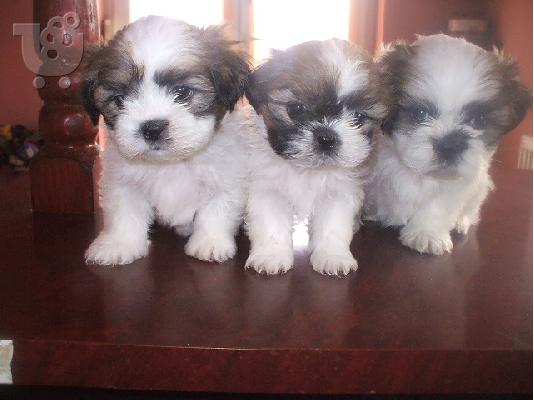 PoulaTo: Πουλάω όμορφα  Shih-tzu κουτάβια   310euro